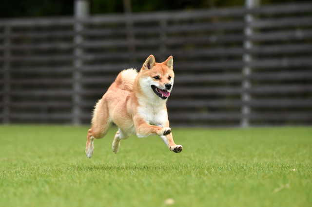 芝生を走る犬